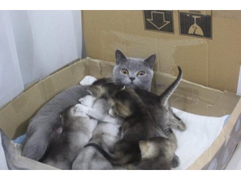 British shorthair yavrular
