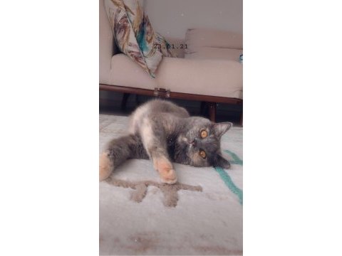Ücretsiz sahiplendirme acil british shorthair