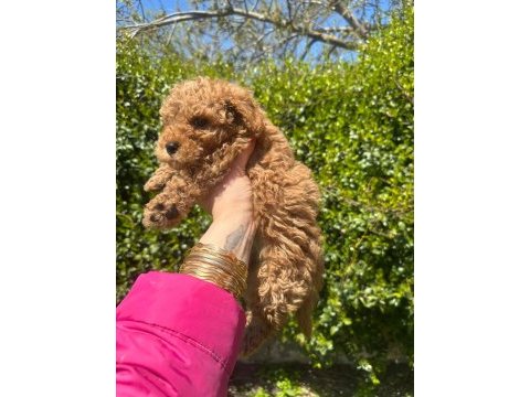 Toy poodle 0 numara