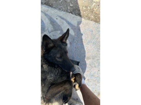8 aylık kapkara dişi belçika kurdu değerinde