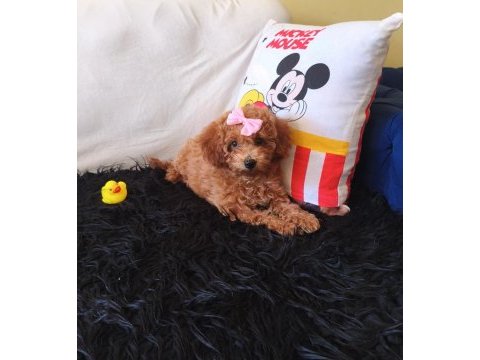 Poodle peluş bir kız