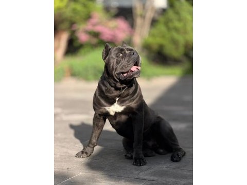 Özel seçim dev gibi cane corso bebekler