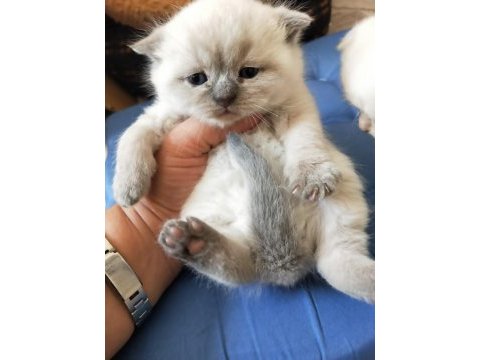 Blu point yavrum rezerveye açık scottish fold