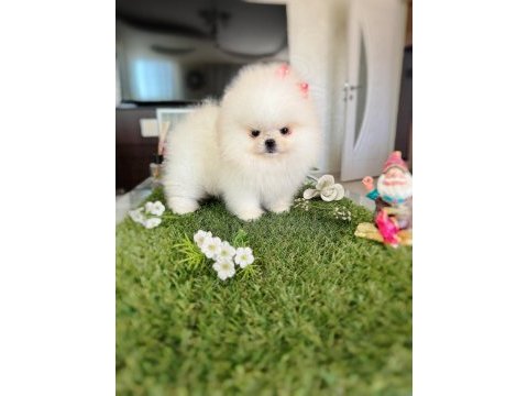 Mini boy dişi kore kan pomeranian