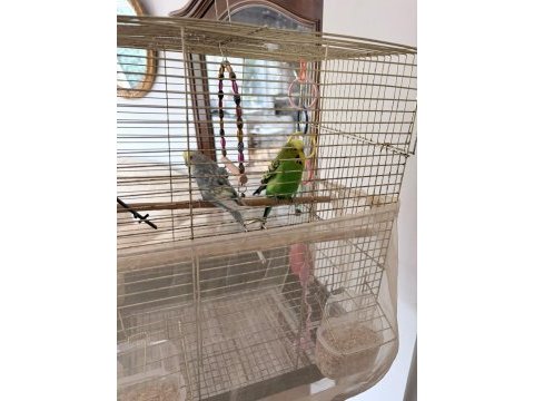 2 muhabbet kuşu ve tüm eşyaları ile beraber