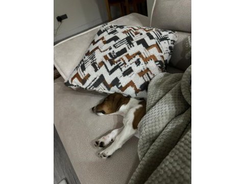 Jack russell iş dolayısıyla sahiplendirmek istiyorum