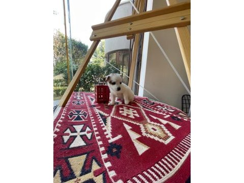 Jack russell köpeğimiz