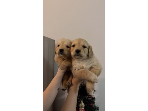 Irk ve sağlık garantili golden retriever