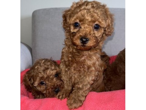 Oyuncak boy orjinal kore kan toy poodle dışı yavrularımız