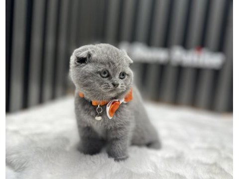 İskoç genlere sahip ayı surat scottish fold