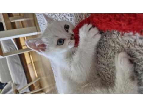 Yavru british shorthair bursa nilüfer