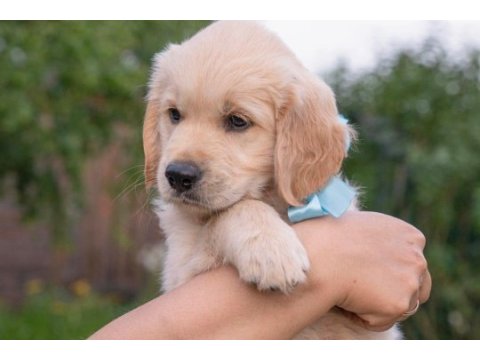 Bebek yüzlü golden retriever yavrularım