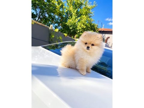 Bakımlı ve akıllı pomeranian kızımız