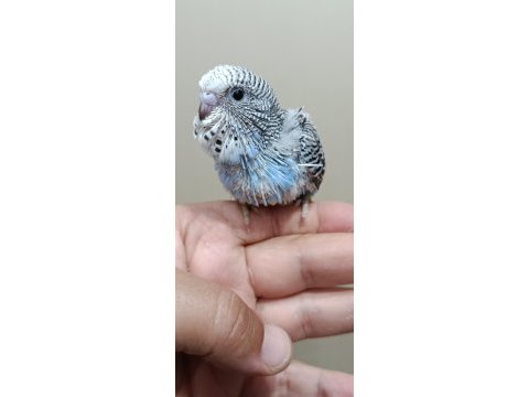 Jumbo muhabbet kuşu bebekler