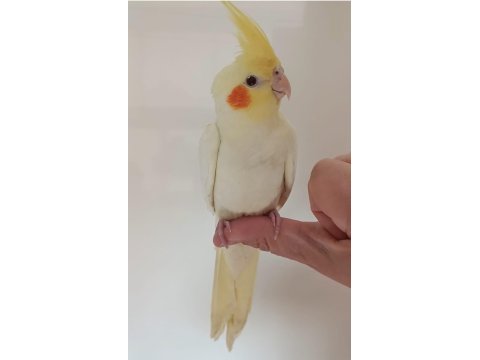 Lutino cinsi sultan papağanı 2 aylık