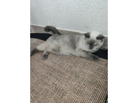 Dişi sevimli kedilerimiz