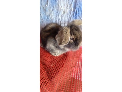 Teddy lop tavşan yavrular 35 günlük