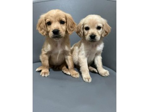Bebek golden retriever yavruları