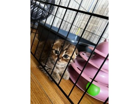 Oyuncu sağlıklı tuvalet eğitimi olan scottish fold yavrular