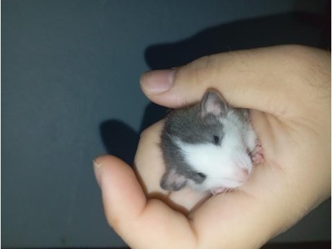 Yavru ratlar