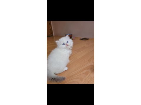 Nazar boncuğu panda yavrusu scottish straight