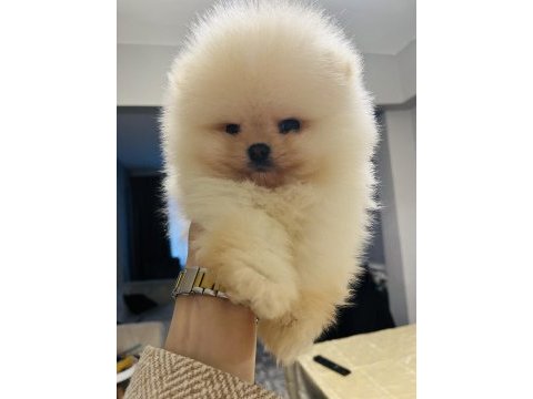 Pomeranian köpeğimiz