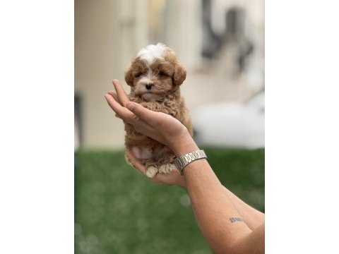 Maltipoo yavruları