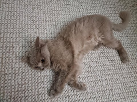 British longhair dişi kısır değil