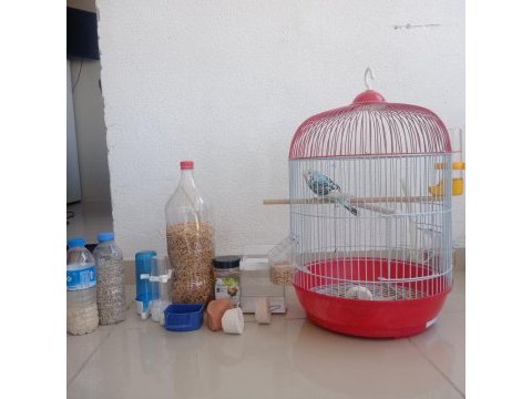 Satılık muhabbet kuşu