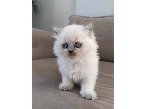 Teslime hazır british longhair