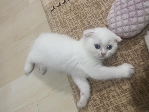 Çok sevimli scottish fold kızımız yeni yuvasına hazır