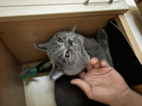 Sağlıklı british shorthair kedilerim