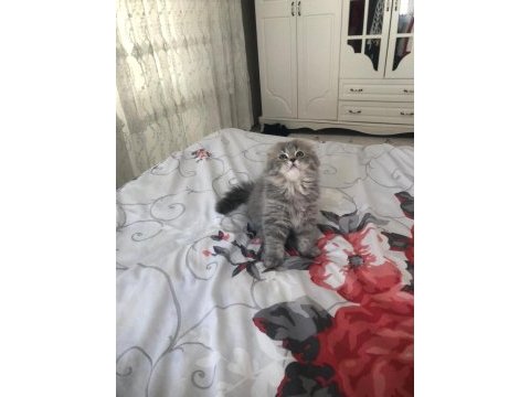 Sahiplendirme scottish fold kedimiz