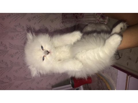 British shorthair ve british longhair kedimiz