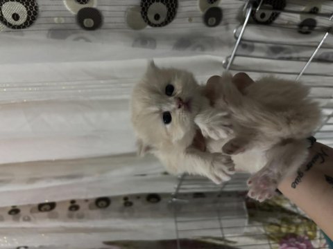 2 dişi ve 1 erkek british longhair rezerveye açık