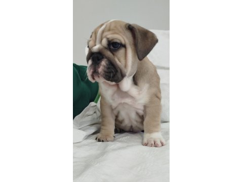 Süper kalite ingiliz bulldog yavrular