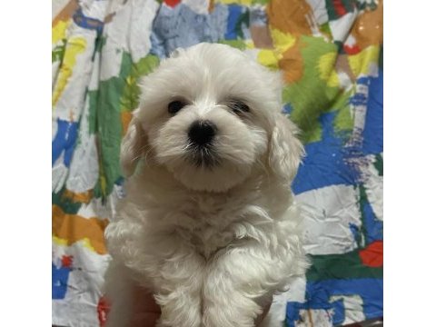 Son 3 yavru maltese terrier köpekler