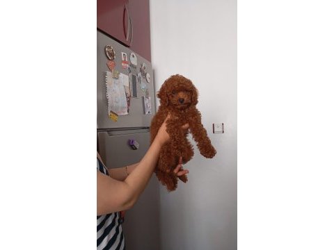 3 aylık toy poodle
