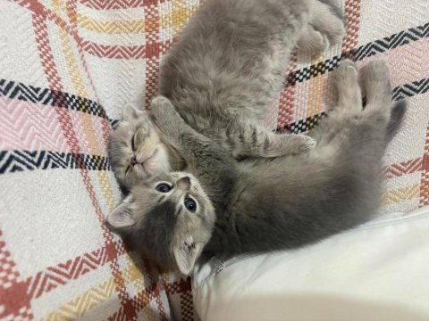 Yeni yuvalarına gitmeye hazır kediler