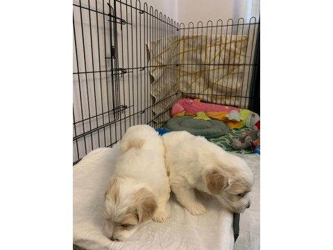 10 ocak doğumlu 1 kız ve 1 erkek terrier (rezerveye açık)