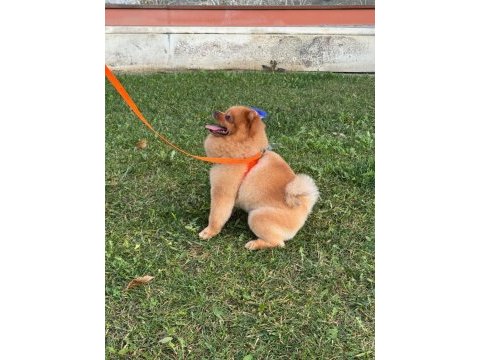 15 09 2022 doğumlu erkek pomeranian