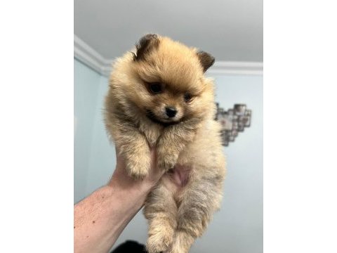 50 günlük pomeranian