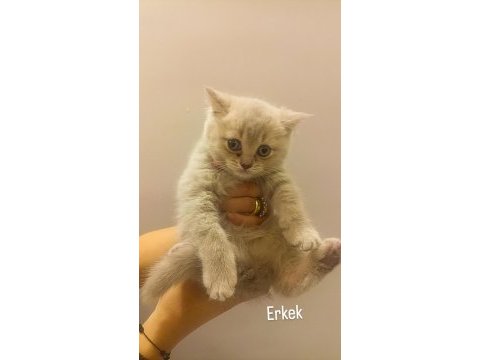 Teslime hazır dişi erkek british kediler