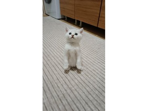 British shorthair dişi silver shaded