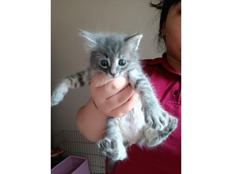 1 aylık maine coon