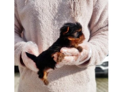 Tea cup yorkshire terrier yavru