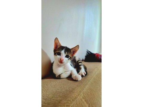 Evcil yavru erkek kedi, 2 aylık, tekir