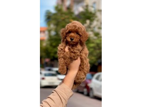 Çok özel redbrown kore toy poodle yavrular