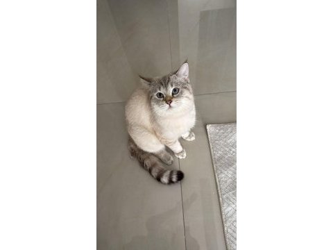 British shorthair oğlumuza arkadaş arıyoruz