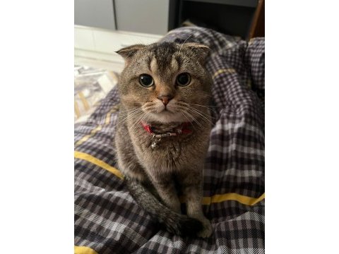 Scottish fold kedimize güvenilir yuva